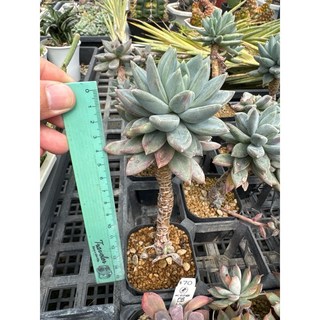 MC多肉園 嚴選限量特惠多肉植物 多選項盆栽組合, 1個, 千代田變異老欉