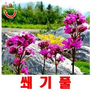 희귀씨앗 쐐기풀 씨앗 15립, 1개