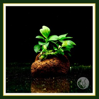 皇家水族 迷你小榕火山岩《4-5cm》陰性水草 不需CO2迷你火山石 造景裝飾, 1個, 迷你小榕火山岩4-5cm,單個