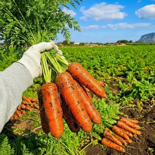 [우주최저가] 초신선 제주 구좌 햇 흙당근, 1박스, 10kg (왕)