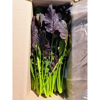 연하고 부드러운 포천 하우스 홍갓.청갓.돌산갓, 4kg, 1박스, 홍갓