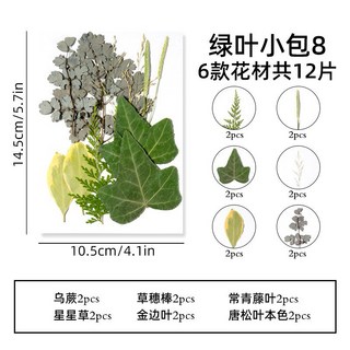 小葉子系 真花壓花 永生花 綠葉材料包 少女寫真 壁畫 DIY水晶滴膠 乾燥花 植物標本, 8. 12片小葉系列