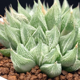 特毛 紫繪卷 hybrid 多肉植物 現取芽 療癒系盆栽 居家辦公室綠植, 1個, 紫