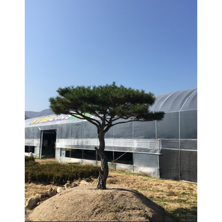 광일농원 소나무 80cm 분뜨기 2주 묶음 육송 적송 산림수 산림복구, 2개