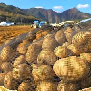 강원도 두백감자 햇감자 산지직송 3kg 5kg 10kg, 1박스, 두백감자 특 (테니스공 크기) 2kg