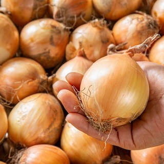 제철밥상 [무배 특가] 국내산 햇 양파 10kg, 1박스, 국내산 햇 양파 (왕특) 10kg