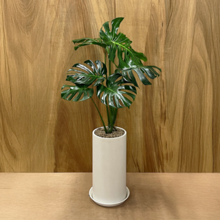 (리본+받침대 증정+서울 경기 당일배송) 알레스구테 개업 집들이 승진 취임 축하 화분 거실 인테리어 사무실 이전 병원 카페 개업식 공기정화 식물, 1개, 06. 몬스테라