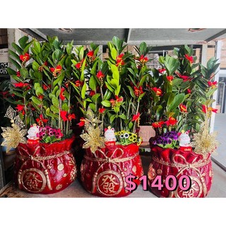 霏霏園藝金錢樹組合盆栽:招財進寶 送禮自用兩相宜 輕鬆妝點居家空間, 2400傳車送才不會被