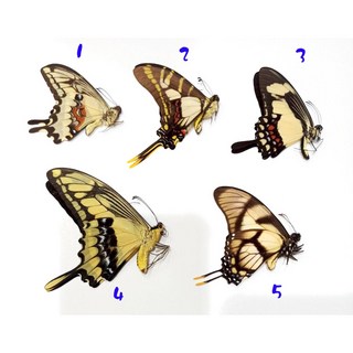 蟲新發現 蝴蝶標本A1 南美鳳蝶五種 未展翅乾貨，科學研究收藏級別, 3
