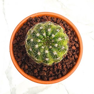 유벨마니아 농장직송 산아래 다육이 생명력최고 키우기쉬운 공기정화 전자파차단 하월시아 다육 식물 선인장, 1개, 럭셔리