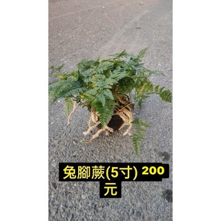 霏霏園藝 兔腳蕨（已栽種一年苗5吋盆特價200元）, 1個