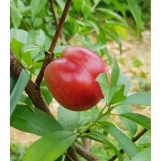 나무1번지- 신비 복숭아 2년생 특묘, 1개, 신비복숭아  특묘