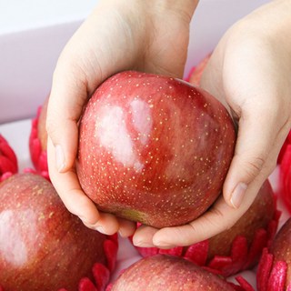 부사 사과 경북 청송 고당도 꿀 사과 선물세트 가정용 특품, 1박스, [가정용특품] 2kg 소과