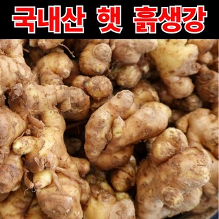 [국내산] 햇 흙생강 특상품 하루특가, 1박스, 하루특가_특품 흙생강_1kg