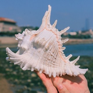 天然赤旋螺 貝殼大海螺殼 魚缸裝飾品 水族箱造景擺件, 精品千手螺長8-10厘米1個, 1個