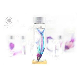 魚心標本藝術 透明生物標本 - 長絲䰶 Pangasius sanitwongsei【網路限定】, 1個