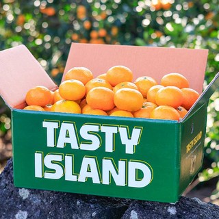 제주 고당도 햇 노지감귤 하우스감귤, 10kg 대과, 1박스