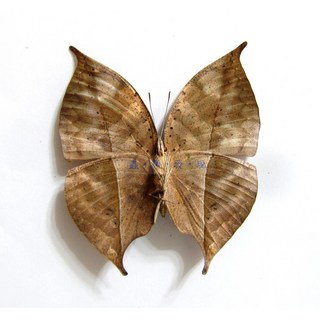 蟲新發現 蝴蝶標本A1 枯葉蝶 產地：中國 精美收藏 昆蟲標本, 未展翅乾貨