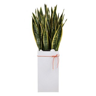 119플라워 (당일배송) 축하합니다 산세베리아 ST-D736 개업 관엽 행사용 승진 영전 전시회 전국꽃배달 생일 기념일 꽃선물 꽃배달, 1개, 그린