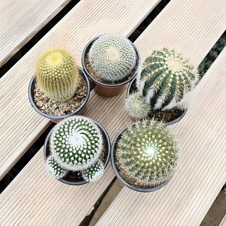 하이선인장 꽃피는 선인장 농장직영, 5개, 둥근선인장(금황환/수박/설황/홍채옥/소정)