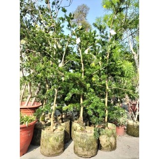 翡翠油杉 1尺盆栽 高5尺, 1個