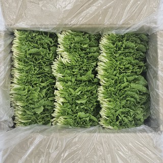 클릭마켓 쌈추 1kg 쌈배추, 1개