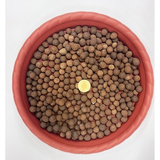 小美紀 發泡煉石 熟成樹皮 園藝資材 水耕 紐西蘭蘭花樹皮 多肉植物 介質 土壤 盆栽 肥料 樹皮, 1個, 1公升裝-發泡煉石-大直徑-12Y