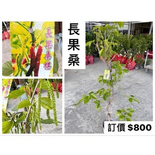 霏霏園藝成樹長果桑7-8吋盆栽 現有桑葚果實 陽台盆栽推薦 輕鬆體驗採摘樂趣, 1個