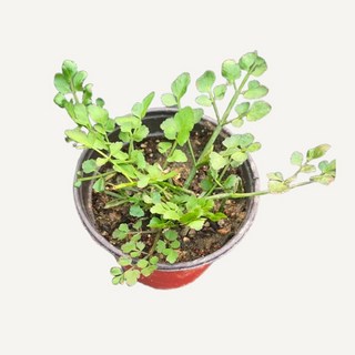 [오감] 돌미나리 모종 묘종, 6개