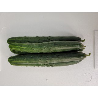 청오이 취청오이 2개 10개 수량별