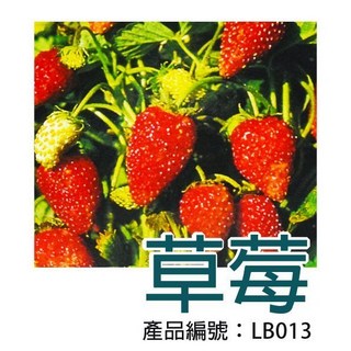 【醬米資材】DIY種子栽種 成就滿滿 草莓 趣味種植 盆栽 居家園藝, 1個