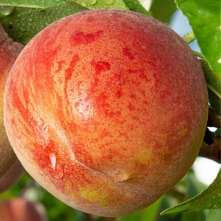 [충북농원] 신비 천도 복숭아나무 묘목 - 1년생 접목묘, 3. 접목/1년생/상묘, 1개