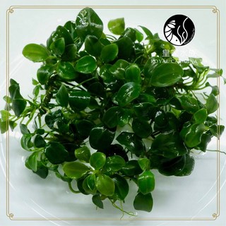 皇家水族迷你袖珍小榕水中葉水草，水族箱造景必備，易於種植，淨化水質，打造健康生態環境