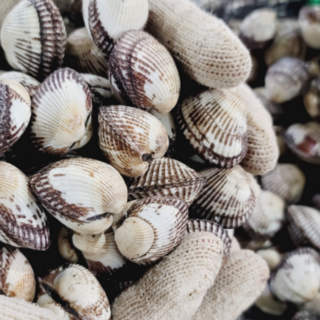 당일조업 벌교 꼬막 새꼬막 cockle, 1박스, 새꼬막 3kg (300미내외)