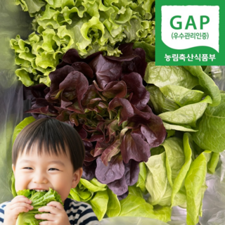 [환불보장] 유러피안 샐러드 쌈채소 GAP인증, 1박스, 1kg (4~5종)