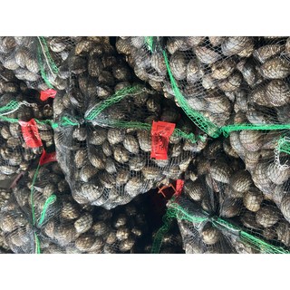 남해수산 국내산 벌교 피꼬막 피조개 산지직송, 1개, 10kg