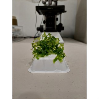 怪蕨莫絲 一般默絲 水草 水晶蝦缸產, 1個, 100克 莫絲