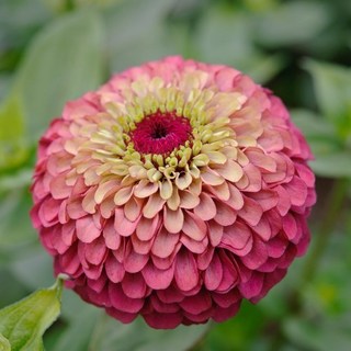 백일홍 퀴니 라임레드 씨앗 10립 (유아그린/Z0104), 1개