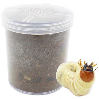 벅스앤미 넓적사슴벌레 애벌레 투명 고급 케이스 세트