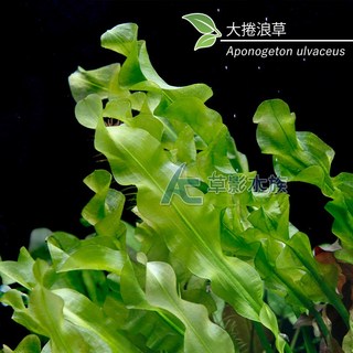 AC草影 大捲浪草 一株 水生植物 主景草/後景草 陽性水草 耐熱 不用CO2 水草造景 水草裝飾, 1個