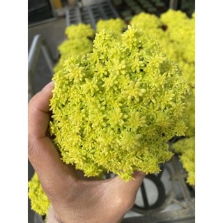 霏霏園藝黃金井天多肉植物，每棵特價50元，新手推薦，迷你盆栽，多款可選，輕鬆打造綠意生活, 1個