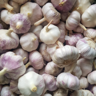 25년 산지직송 햇마늘 창녕마늘 대서마늘 통마늘, 1개, 1kg(상)