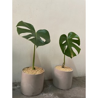 霏霏園藝 龜背芋 含水泥盆 (特價品), 1個