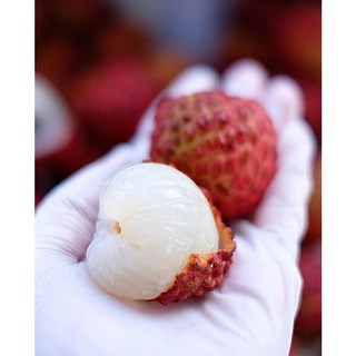 大果品種巨無霸荔枝苗，玉荷包大丁香鵝蛋荔枝海南王霸王荔枝水果苗, 1個, 玉荷包荔枝-苗