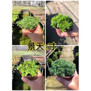 霏霏園藝景天三寸盆栽 多肉植物組合 原價60特價40 綠植盆栽 辦公室療癒小物, 1個
