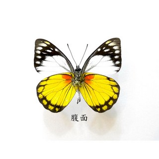 蟲新發現 蝴蝶標本A1 鋸粉蝶 未展翅乾貨 收藏擺件, 1個