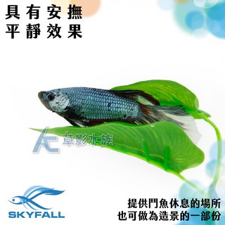 【AC草影】SKYFALL 天賞 鬥魚休息室 (一個) 鬥魚繁殖葉 鬥魚缸造景 鬥魚產卵 休息葉 躲避, 1個