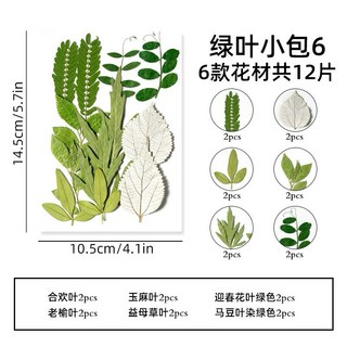 小葉子系 真花壓花 永生花 綠葉材料包 少女寫真 壁畫 DIY水晶滴膠 乾燥花 植物標本, 6. 12片小葉系列