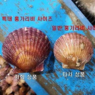 [로얄 왕특대 사이즈 재구매율이 높은 햇 홍가리비] 국내산 통영 활 홍가리비 왕특대 사이즈 실패없는 활 홍가리비 수확 배송 신선도 보장, 1박스, 로얄 특대 홍가리비 4kg