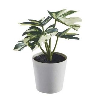 IKEA代購 FEJKA人造盆栽附花盆 室內/戶外用 多肉植物 花盆 辦公室 人造花 人造植物 仙人掌, E款 龜背芋, 6 公分 單件, 1個